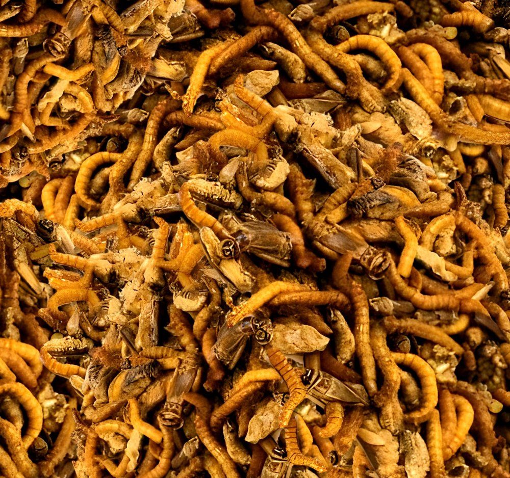 Close-up of dried insects
